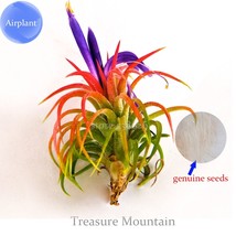 5 Seeds Lonantha Mexican Air Plant Beautiful Booms Green Red Purple Colors On A  - $5.79