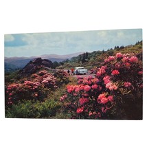 Postcard Red Rhododendron In Bloom Grandfather Mountain North Carolina Chrome - £7.13 GBP