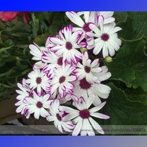 White Chrysanthemum Potmum With Red Edge Flower 20 Pack Beautiful - £5.38 GBP