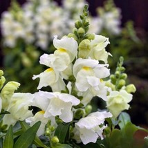 1000+ Candy Tops White Snapdragon Seeds – Pure Blooms for Garden Beauty - $23.20 CAD