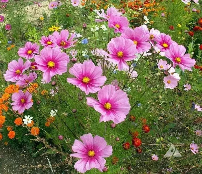 KingStore 100 Seeds Cosmos Radiance Heirloom Mother Natures Pink Flowers Non-Gmo - £7.33 GBP