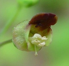 US Seller Free Shipping Scrophularia Marilandica Late Figwort Carpenters... - $8.95