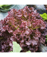 6 Types Of Lettuce Purple Red Green Vegetables  - 1 Seeds - £4.73 GBP