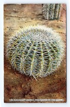 Pincushion Cactus Flower of the Desert UNP Unused DB Postcard Q1 - £3.14 GBP
