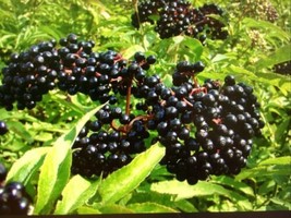 2 Live Plants Black Mountain Cherry Tree Seedlings 1 -2 Ft Edible Fruit Live - £30.57 GBP