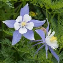 Blue Rocky Mountain Columbine Seeds Aquilegia Caerulea 800 Seeds For Planting - £13.47 GBP