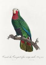 Cuban Amazon, Amazona Leucocephala #2 - 1800's - Francois Levaillant - Magnet - $11.99