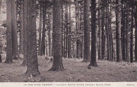 Pine Forest Illinois White Pines Forest State Park IL Postcard C38 - £2.39 GBP