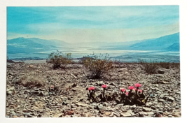 Beavertail Cactus Blooms Flowers California CA Dexter Press UNP Postcard c1964 - £3.92 GBP