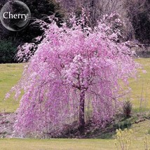 Heirloom Pink Beautiful Oriental Cherry Sakura Tree 20 Seeds Fragrant Cherry Blo - £5.55 GBP