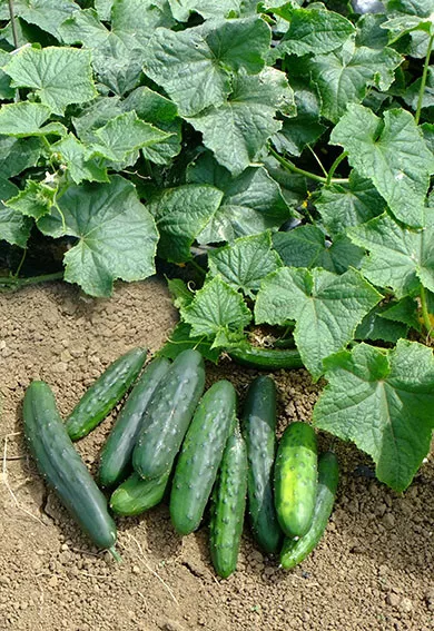 25 Seeds Marketmore 76 Cucumber Edible Garden Fresh USA Fast Shipping - $16.50