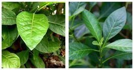 Bitter Leaf Seeds-Vernonia Amygdalina Seeds 150 Pcs Seeds - £18.82 GBP