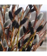 Black Pussy Willow Salix Gracilistyla Melanostachys Fresh Garden Fast Sh... - $99.98