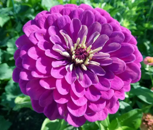 Fresh Zinnia Purple Prince Heirloom 5&quot;&quot; Blooms Butterflies Pollinators 2... - $10.96
