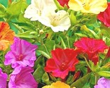 40 Seeds Four O Clock Mix Seed Wildflower Pollinators Fragrant Night Blo... - $8.99