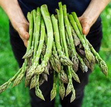 100+ Asparagus Seeds - Mary Washington---------- Non Gmo - Heirloom - Organic - £2.66 GBP