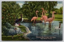 Florida Wading Po At Rare Bird Farm Near Miami with Flamingo Postcard B42 - £5.55 GBP