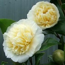 AWS **Jury&#39;S Yellow**Unique Bloom**Camellia Japonica-Live Starter Plant -Usa Sel - £27.04 GBP