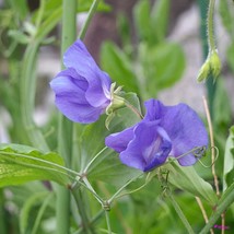 Lathyrus Odoratus Royal Lavender Seed Fresh Seeds USA - £7.87 GBP