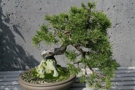 Mugo Pine Pinus Mugo Mughus 25 SeedsFrom US - £6.62 GBP