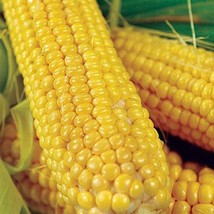 Organic Buhl Sweet Corn Fresh Seeds USA - $9.00