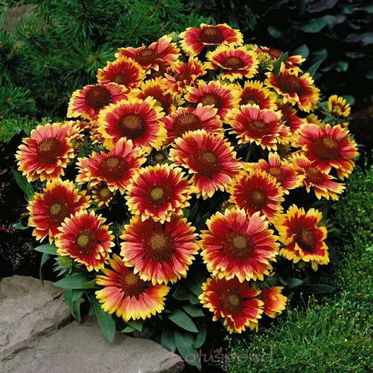 25 Seeds Blanket Flower Dwarf Goblin Gaillardia Perennial Native Flower Non-GMO - $8.98