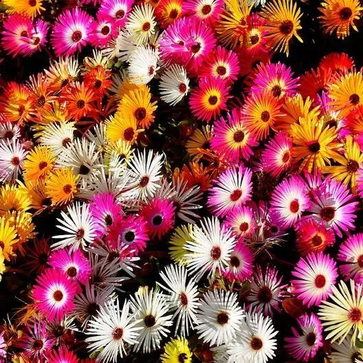 Daisy ICE PLANT LIVINGSTONE Mix Dwarf 5&quot; Groundcover Drought Tolerant 20... - $9.67