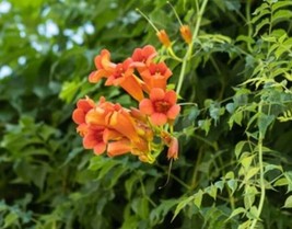 Campsis Radicans Trumpet Vine One Gallon Live - £9.59 GBP