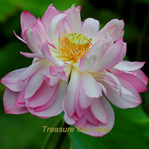 1 seeds / pack Tassels Luxury Nelumbo Nucifera Lotus Flower Pond Plant Seed  - £5.50 GBP