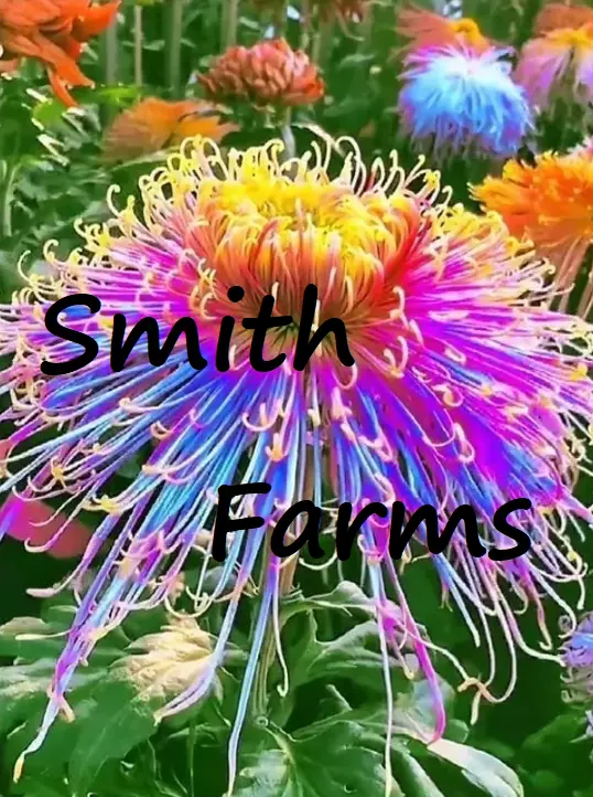 100+ Seeds Rainbow Spider Mums Colorful Flowers Big Blooms Planting Garden - £5.86 GBP