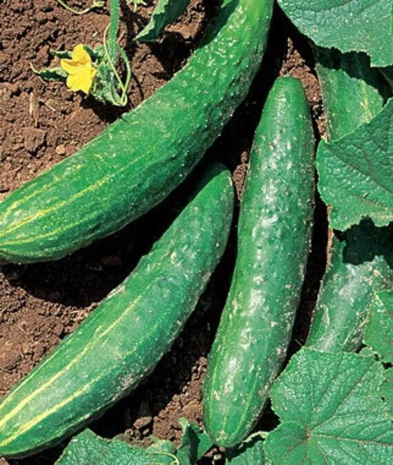 25 Seeds Orient Express Ii Cucumber Edible Easy To Grow Fresh Usa Seller - £8.22 GBP