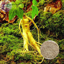 Chinese Ginseng seeds Ashwaganda 6 Seeds herbs new fresh seeds s ing - $5.75