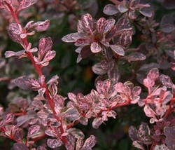 1 pcs Rose Glow Japanese Barberry Live Plant 2.5 Quart - £51.89 GBP