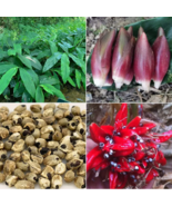 Myoga Ginger Seeds - 50 Seeds EASY TO GROW SEED - £4.77 GBP