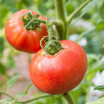Ship From Us Tomato Ponderosa Red Seeds - 2 Lb Seed PACKET- NON-GMO TM11 - £417.59 GBP