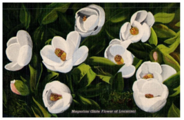 Magnolias Grow In Profusion In This Garden In The South Floral Postcard - £6.96 GBP