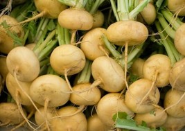 Golden Ball Turnip Seeds 500 Vegetable Soups Stews Cooking Home Garden - $5.70