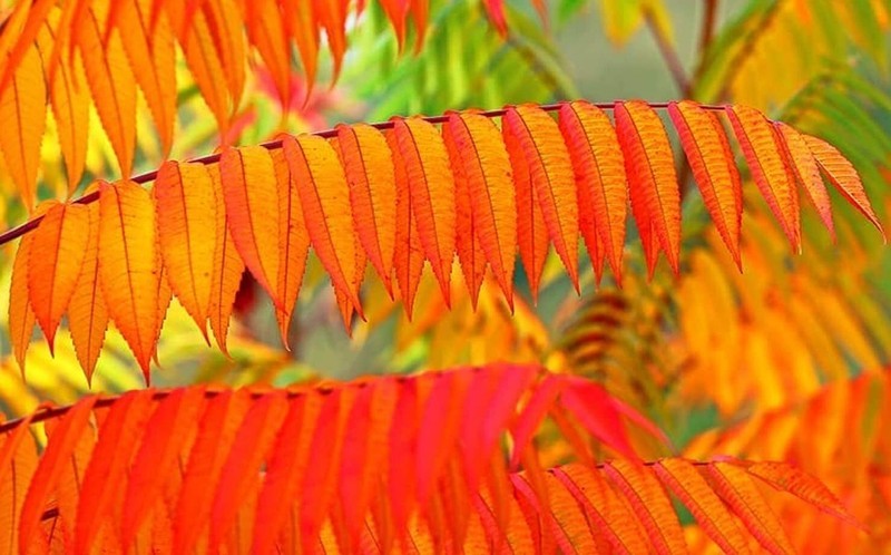 PSA Flameleaf Sumac Tree Seeds 30 Seeds For Planting Prized For Vibrant ...