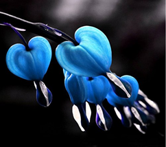 PWO Fresh 10Pcs Blue Bleeding Heart Seeds - $2.32