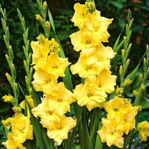 5 Or 10 Gladiolus Nova Lux Bulbs Yellow Blooms Free Shipping !!!!!!!11111 - £8.69 GBP+