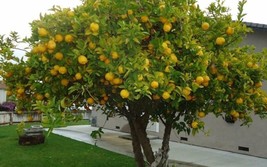 Eureka Lemon Tree Seeds 5 CountFrom US  - $8.35