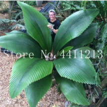 10  pcs/Bag Bottle Palm Tree Bonsai Exotic Bonsai Tree Tropical Ornamental Plant - £3.58 GBP