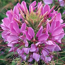 50 Cleome Spider Violet Purple Deer Resist Annual Hardy Flower Seeds Fresh Garde - £7.79 GBP