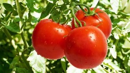 First Lady Iii Tomato 20 Seeds Fresh Garden USA Shipping - $28.95