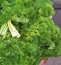 Parsley Curled Curly Parsley Herb 105 Seeds - £9.04 GBP