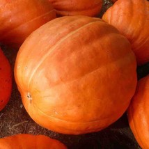 Big Max Pumpkin Seeds 10 Ct Giant Vegetable Garden - $4.40