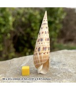 Marlin Spike Beach Seashell - Genuine Shell for Crafts &amp; Fish Tanks - Ce... - $22.72