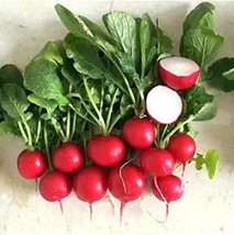 SEPT Radish Cherry Belle 100 Seeds - $5.88