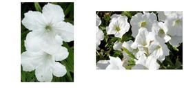 6+” Hawaiian White (tall) Ruellia - Mexican Petunia No Roots 20 Cuttings  - $42.99