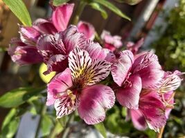 Item image 1 image 1